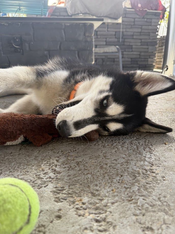 Colt - additional photo