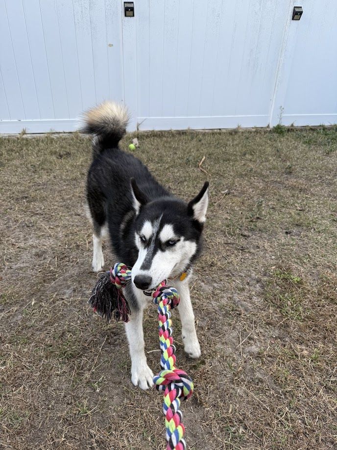 Colt - additional photo