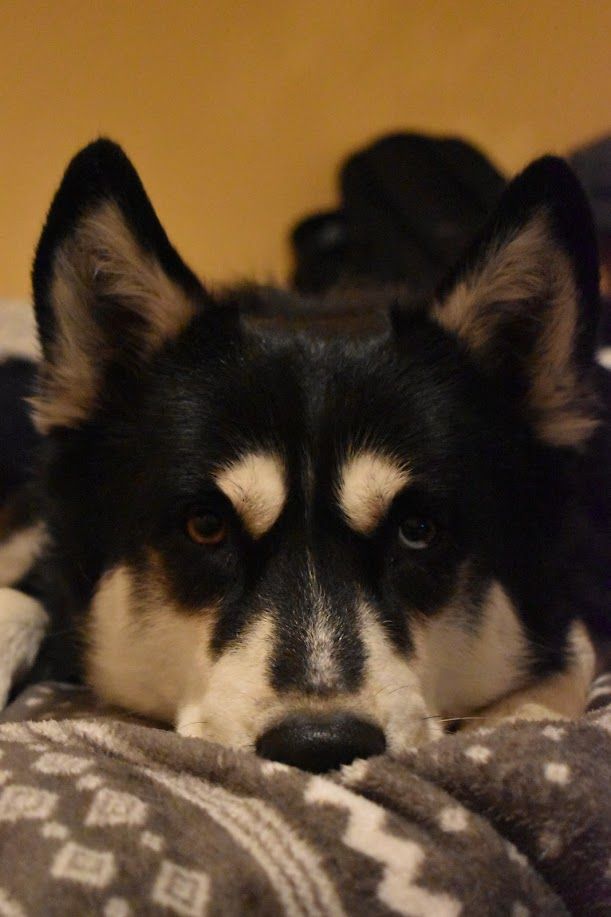 Gunner - additional photo