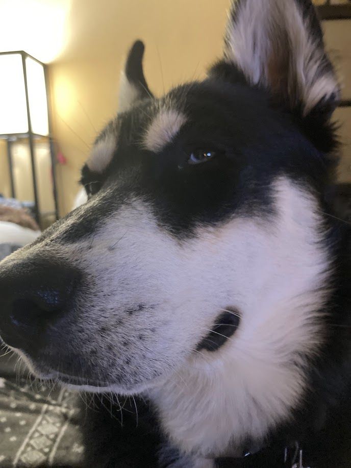Gunner - additional photo