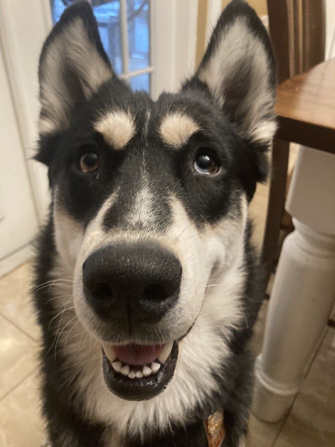 Gunner - additional photo