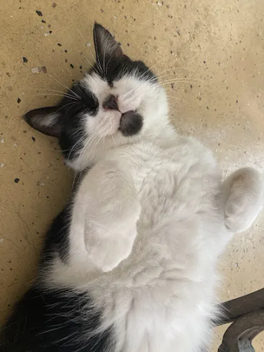 roo