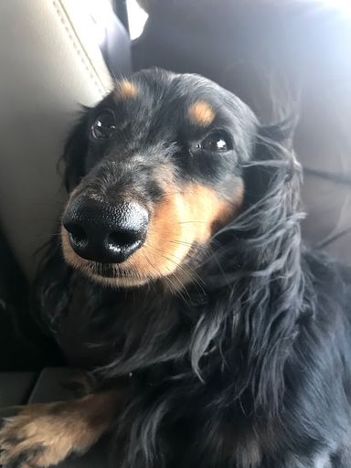 toby