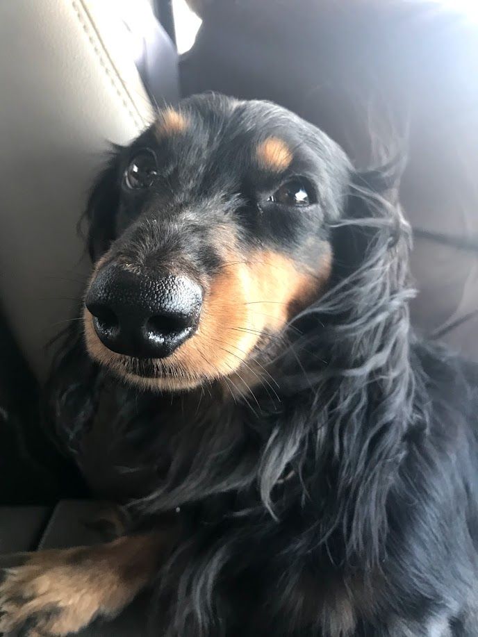 Toby