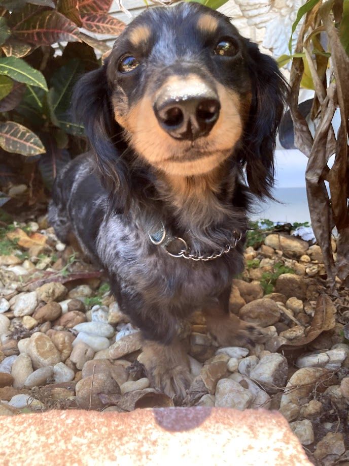 Toby - additional photo